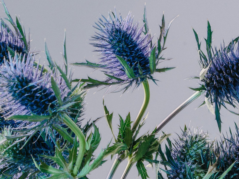 ' The Thistle ' Scotland's National Flower   