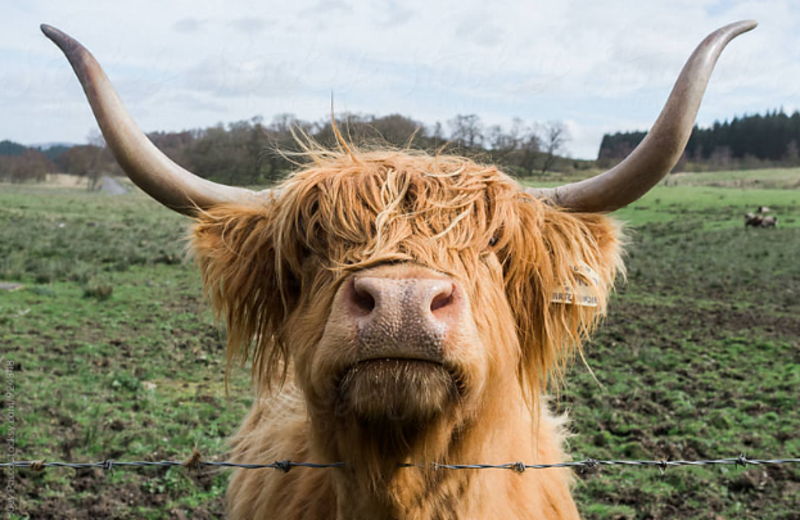 The Highland Coo Trail    