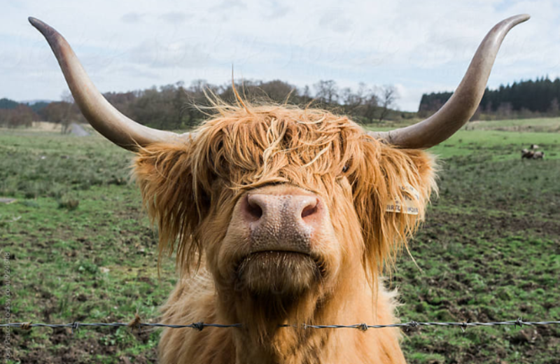 The Highland Coo Trail   