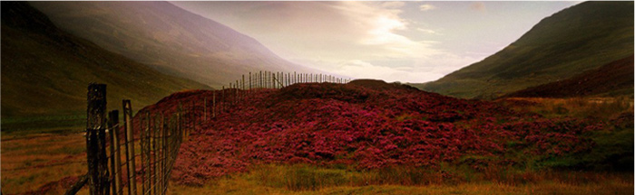 Another reason to visit Scotland – ‘Scottish Hillside Heather’