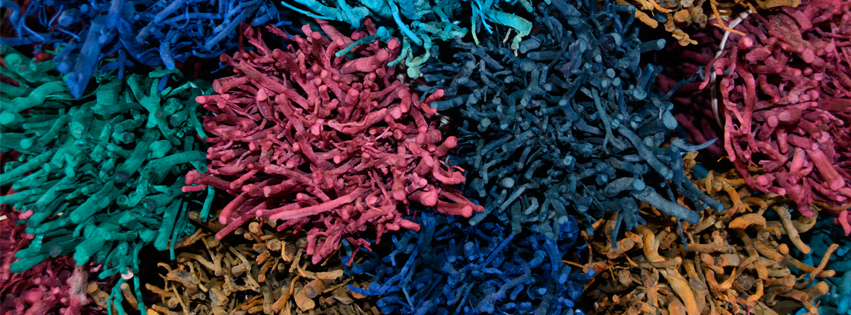 Bundles of Dyed Heather Stems